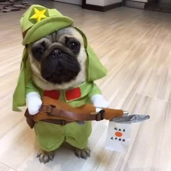狗狗搞笑衣服抖音宠物个性搞怪直立变身装猫咪泰迪中小型犬两脚衣