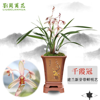 劉閣蘭花 兰花苗 带鲜明艺千霞冠 现带花苞出售兰草室内绿植花卉盆栽 3苗连体裸根带花苞全利兔-实时优惠快报