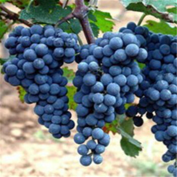 盆栽水果种子葡萄种子提子种子四季播结果室内