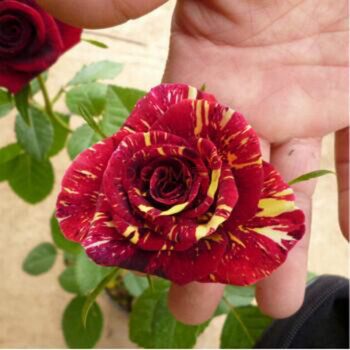 沁心园 大花月季 花卉绿植室内盆栽植物 欧美月