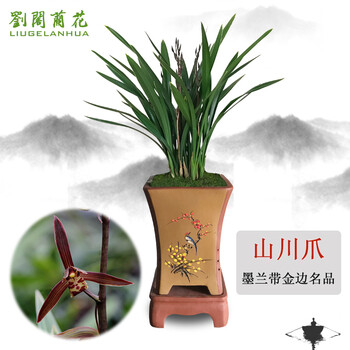 劉閣蘭花 墨兰叶带金边名品 山川爪 冬带花苞出售兰草室内绿植花卉盆栽 3苗连体全利兔-实时优惠快报
