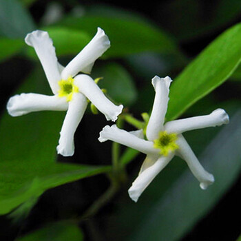 意大利络石藤 又名风车茉莉 银丝茉莉 庭院爬藤