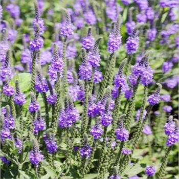 加拿大美女樱春夏秋播多年生阳台庭院盆栽花卉