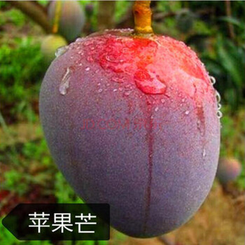 唯友 四季芒果树苗嫁接红象牙金煌芒果苗盆栽