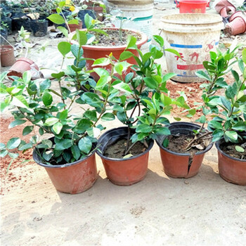 御春阁 白茉莉苗 花苗盆栽 双色茉莉花苗 风车银