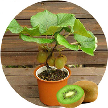 猕猴桃树苗 地栽盆栽猕猴桃苗 果树苗木 爬藤攀