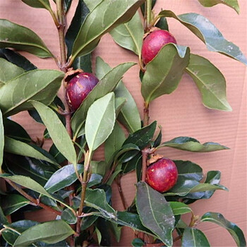 山竹苗南北方种植山竹果树苗泰国进口树苗盆栽