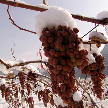室内阳台盆栽果树苗 葡萄苗盆栽 南方北方种植