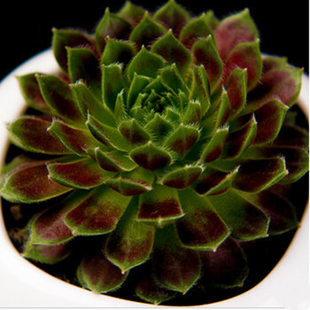 花寓意 多肉植物 鹰爪果冻乙女心 含盆含土 买五