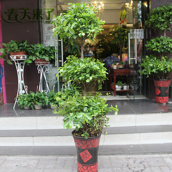 春天来了 大型盆栽金钱树室内植物商务礼品年