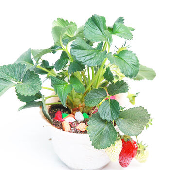 子豪缘 四季草莓苗套装 家庭阳台庭院种植盆栽