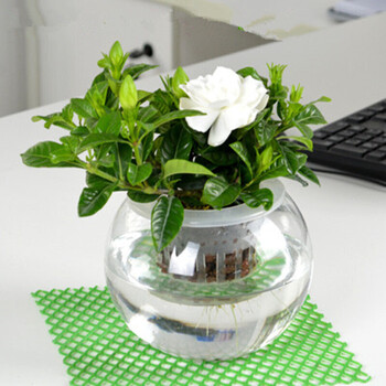 牡丹栀子花苗室内办公室盆栽植物净化空气除甲