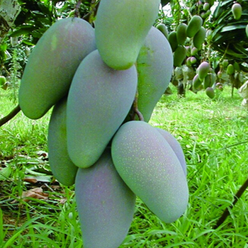 奇葩园艺 芒果树苗 四季芒果苗 庭院盆栽地栽澳