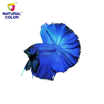 斗鱼热带鱼观赏鱼活体泰国进口水族箱宠物鱼缸