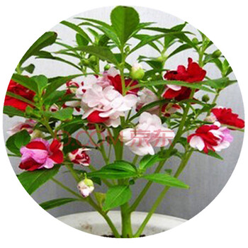 浩胜 七彩凤仙花盆栽花草指甲花室内阳台四季植物花种子 百合 含羞草