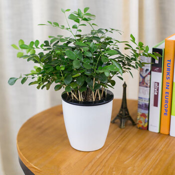 父亲节花卉长寿花康乃馨蟹爪兰带花苞室内阳台