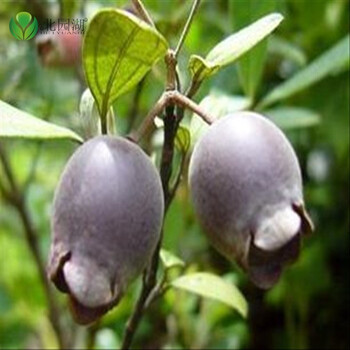 桃金娘苗 山稔子苗 果树苗木 野果苗树苗庭院果