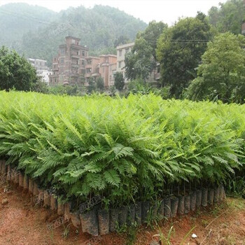 蓝花楹苗 蓝花楹树苗 南方\/北方种植 珍贵树木