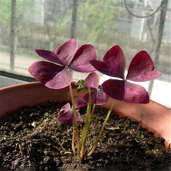 红叶幸运草种子盆栽红花草种子四季播 阳台易