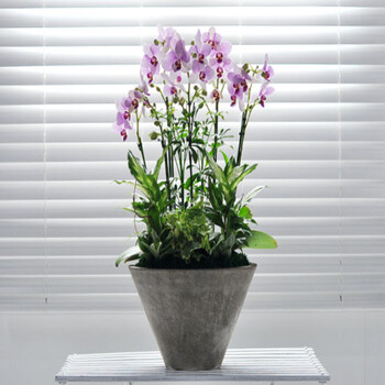 冬珊衡水蝴蝶兰花卉 太原绿植盆栽大同鲜花同