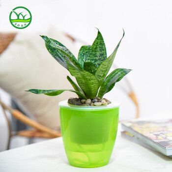 室内盆栽套装 懒人水培植物 办公室内水培植物