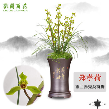 劉閣蘭花 兰花苗 荷瓣郑孝荷 冬带浓香花苞出售室内好养花卉盆栽 4苗连体裸根全利兔-实时优惠快报