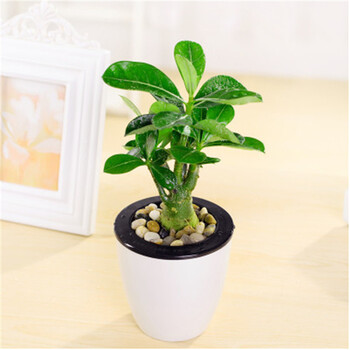 高富帅懒人自动吸水盆栽水培植物绿萝文竹黑金