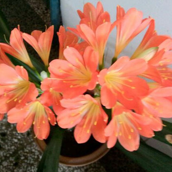 浩胜君子兰盆栽水培花卉盆景绿色植物办公室绿