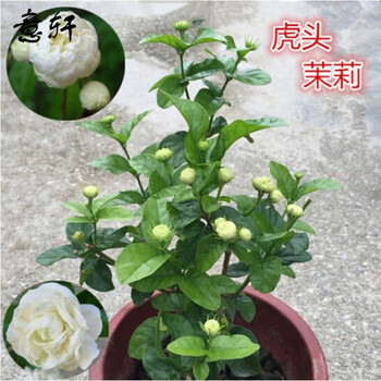虎头茉莉花苗茉莉花盆栽庭院阳台茉莉大花重瓣植物花卉4年苗带花发货