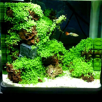 柏卡乐鱼缸造景装饰水草种子前景草迷你小对叶植物水族箱活体造景真水草 10g瓶装+液肥【图片 价格 品牌 报价】-京东