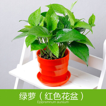 绿萝除甲醛防辐射绿色植物绿植花草客厅办公室