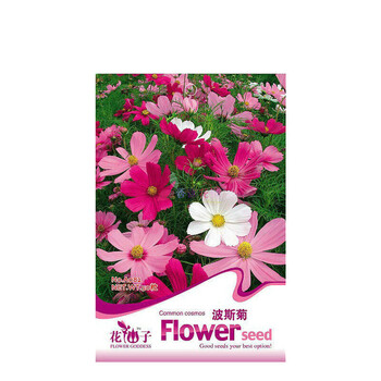 大力子种子中 药材种子 一斤