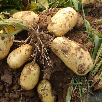 挖土豆图片_挖土豆_挖土豆机