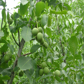 核桃树苗 8518嫁接苗核桃苗 南方北方种植 盆栽