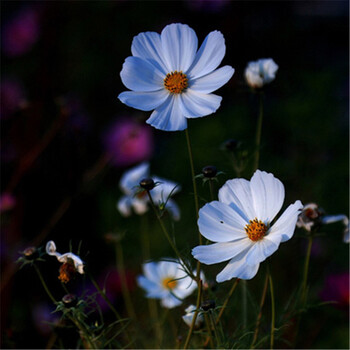 种子庭院阳台盆栽种子四季播种子 海蓝之心60