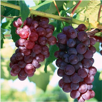 阿克苏河 庭院果树苗 盆栽地栽 蓝莓葡萄柠檬柚