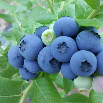 蓝莓树 果树苗 盆栽地栽 蓝莓苗 南方北方种植