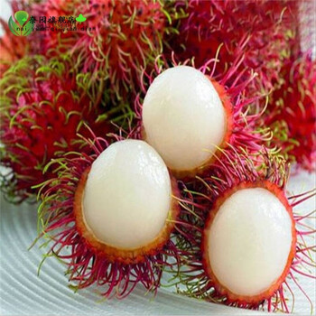 丹苗 改良红毛丹树苗 珍稀水果苗 南方\/北方栽培