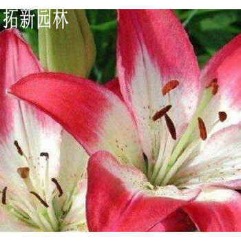 拓新园林 有氧绿植室内盆栽 香水 百合花种子 百