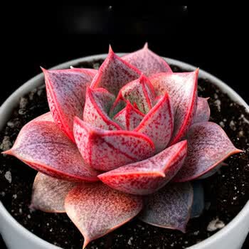 一元多肉 多肉植物 24款新手入门选 桌面绿植多肉组合盆栽花卉 大和锦