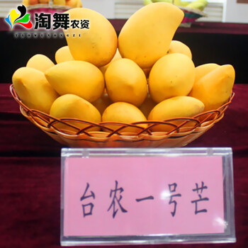 淘舞 芒果苗五彩芒果树苗|澳芒|贵妃芒|当年结果