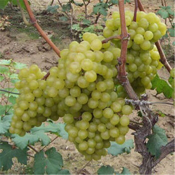 丽城花卉 苗木树苗盆栽苗嫁接树苗庭院爬藤果