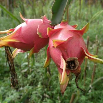 乐君火龙果 火龙果树苗 果树苗 盆栽果树 水果树