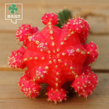 迷你仙人球种子 懒人易养护仙人掌科 多肉植物