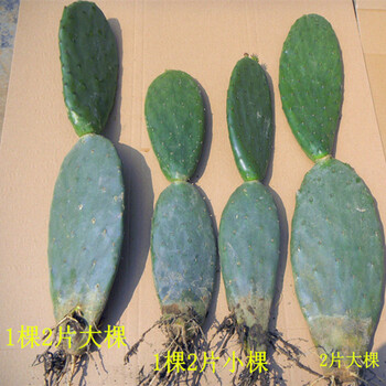 墨西哥米邦塔食用仙人掌 做菜仙人掌观赏仙人