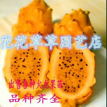 红心火龙果苗盆栽南方种植果树苗 红肉火龙果