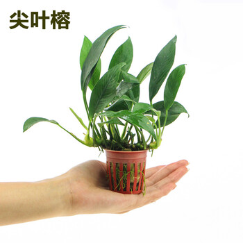 AQUAMAX 生态鱼缸水榕 真水草小水榕鱼缸造