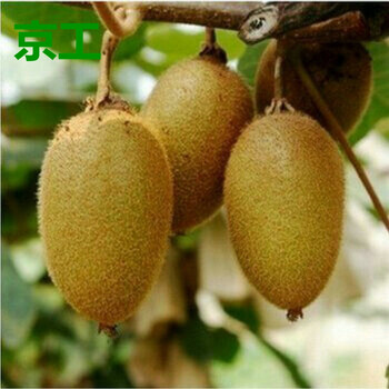 京工 红心红阳猕猴桃树苗盆栽南方北方种植果