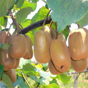 (买二送一) 二十种盆栽果树苗任选 家庭阳台种