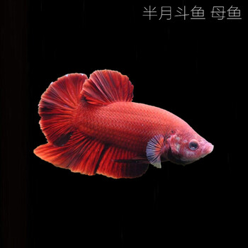 活体鱼马尾狮王半月公母斗鱼观赏鱼热带鱼淡水